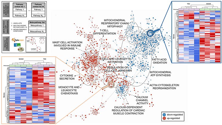 Meta-pathway network at 7-10 days after pathological hypertrophy induction (Copyright: Fulvia Ferrazzi; for more details see https://www.degruyter.com/document/doi/10.1515/hsz-2020-0378/html